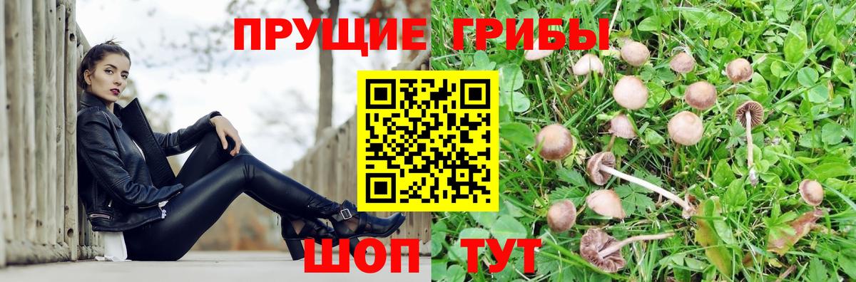 Галлюциногенные грибы Psilocybe  Вход с VPN  Новокуйбышевск 
